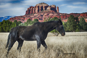horses in Sedona-photographer Jody Miller