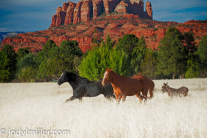 Sedona Horses-Photographer Jody L. Miller