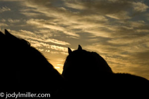 Horses help us to be present-equine photographer Jody L. Miller