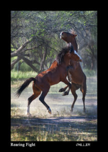 horse brand, photographer Jody Miller