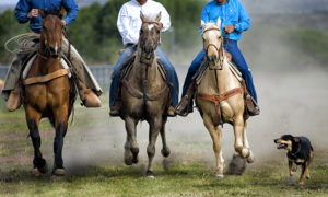 Spring Horse Art Sale-Equine Photographer Jody L. Miller