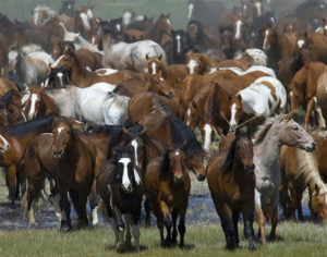 Horse Art Sale-Equine Photographer Jody L. Miller