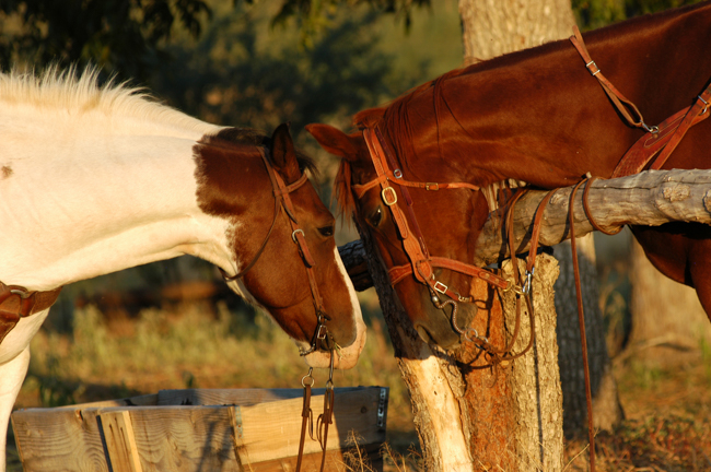 Horse website re-launch review, Equine photographer Jody Miller