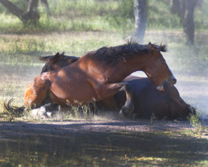 Spring Horse Art Sale-Equine Photographer Jody L. Miller