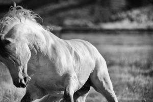 Horse Art Spring Sale- Equine Photography Jody L. Miller