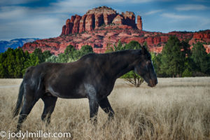 donate horse art-photographer Jody L. Miller