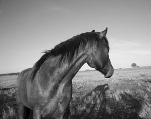 horse in prescott arizona-horse photograper jody l miller