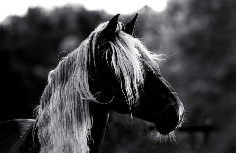 femininity of the horse- equine fine art photographer Jody L. Miller
