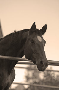 horses sixth sense- Jody L. Miller Horse photography