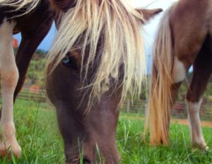 miniature horses-Equine photographer Jody L. Miller