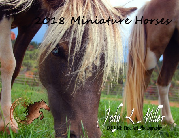 miniature horses- Jody l. Miller Equine photography