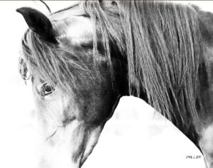 Art Comes Alive- Equine Fine Art Photography by Jody Miller