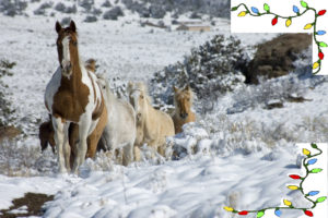 Christmas in Prescott- Horse photographer Jody L. Miller