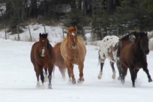Christmas in Prescott-Horse photographer Jody L. Miller