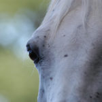 photographing horse eyes- jody l miller photography