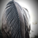 photographing horse body parts- Jody L. Miller Photography