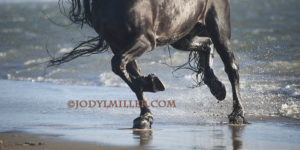 photographing horses-Jody L. Miller 