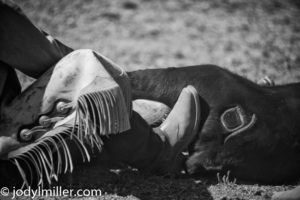 horse photography-branding jody l miller 