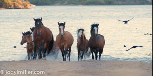 horse photography- Wild Horses Jody L. Miller