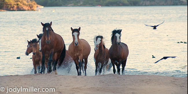 horse photography- Wild Horses Jody L. Miller