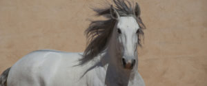 Andalusian Stallion photograph