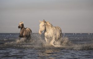 horse photo shoots- Jody L. Miller photography