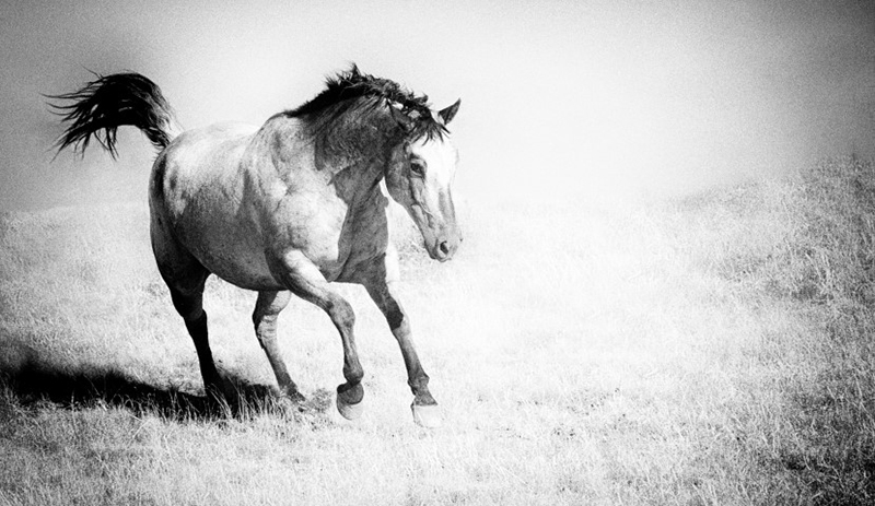 commission horse photo shoot- Jody L. Miller