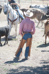 cattle round up broken horn d ranch- jody l miller photography