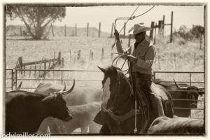 cattle round up broken horn d ranch- jody l miller photography