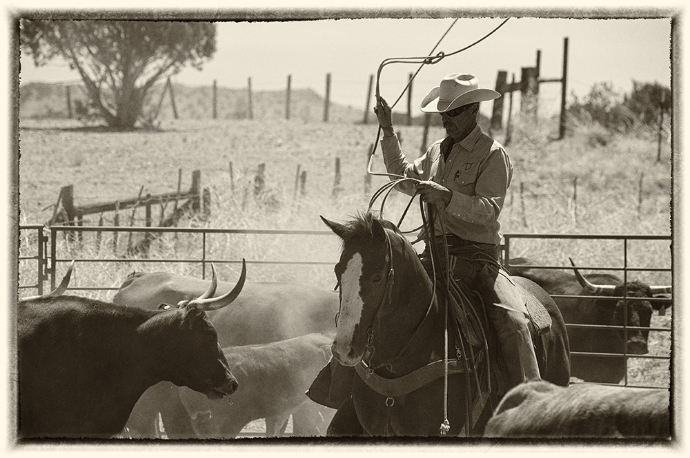 cattle round up broken horn d ranch-jody l miller photography