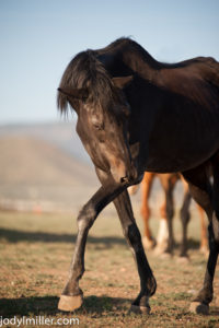donating horse art- Jody L. Miller Photography