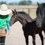 Pura Raza Española (PRE) horses-Jody L. Miller Horse Photography