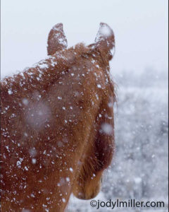 photos of horses in snow- Jody L. Miller Photography