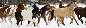 Photographing horses in the snow- Horse photographer Jody L. Miller