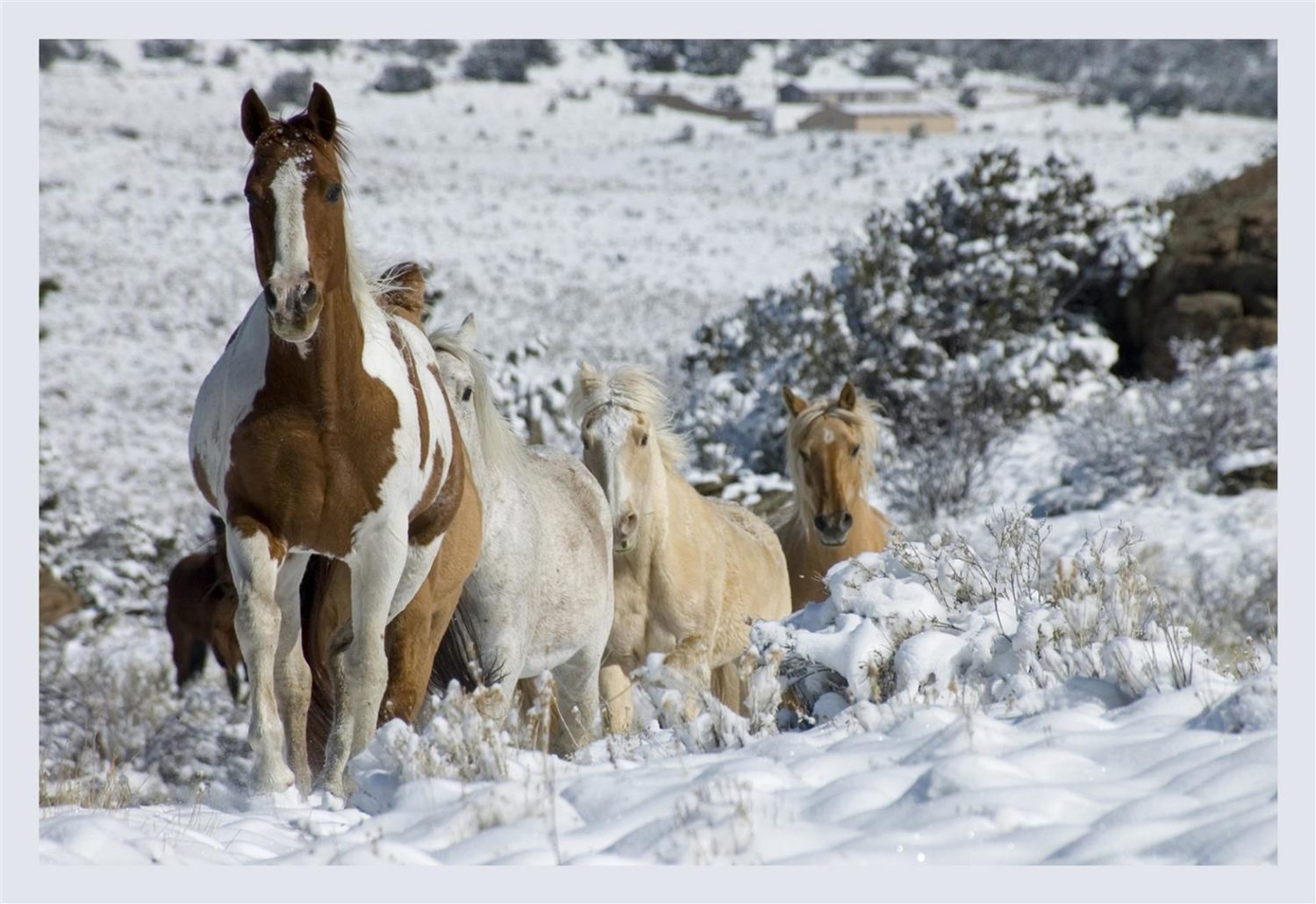 Колорадо жеребец. Пара красивых лошадей на снегу. Красивая пара лошадей в снегу фото. Клипы с лошадями в снегах. Лошадь миллера