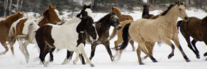 photographing horses in the snow- Horse photography by Jody L. Miller