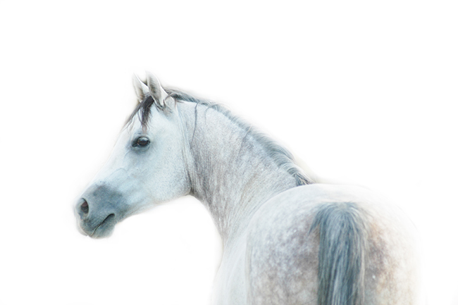 Visceral Horse art by Jody L. Miller Horse Photography