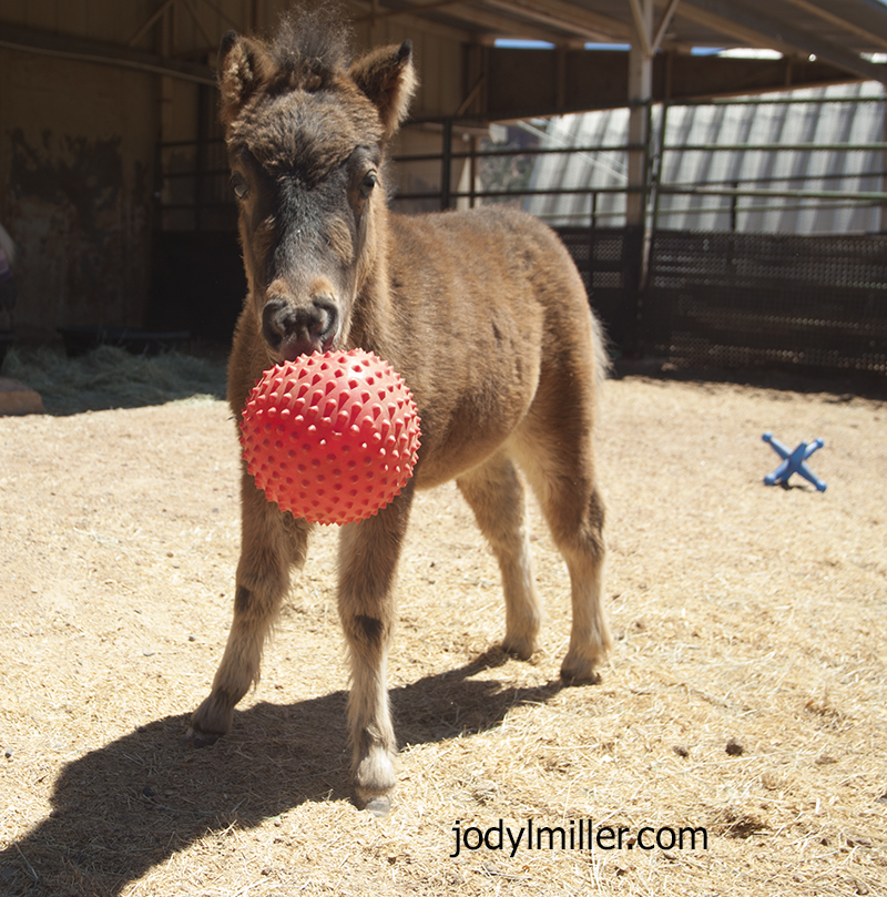 photographing miniature horses-Jody L. Miller Equine Photography