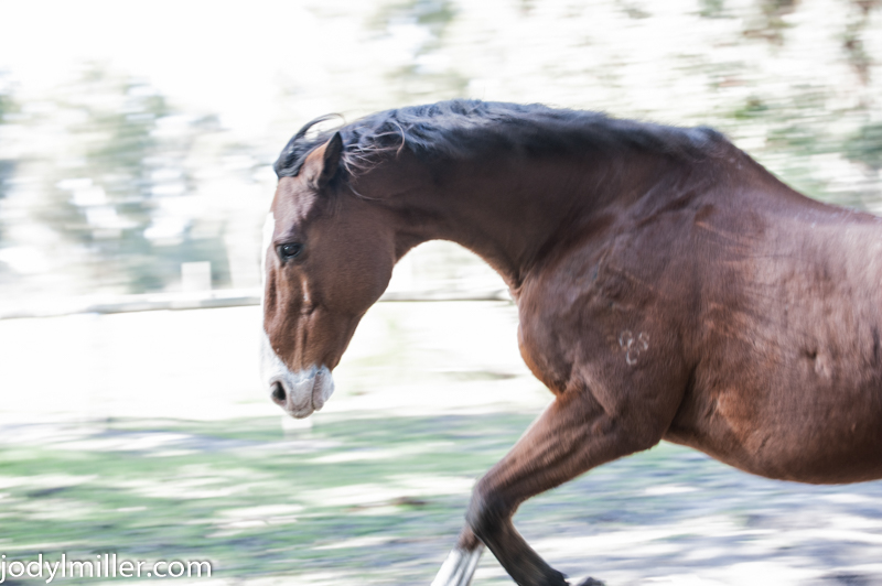 traveling horse photographer- Jody L. Miller