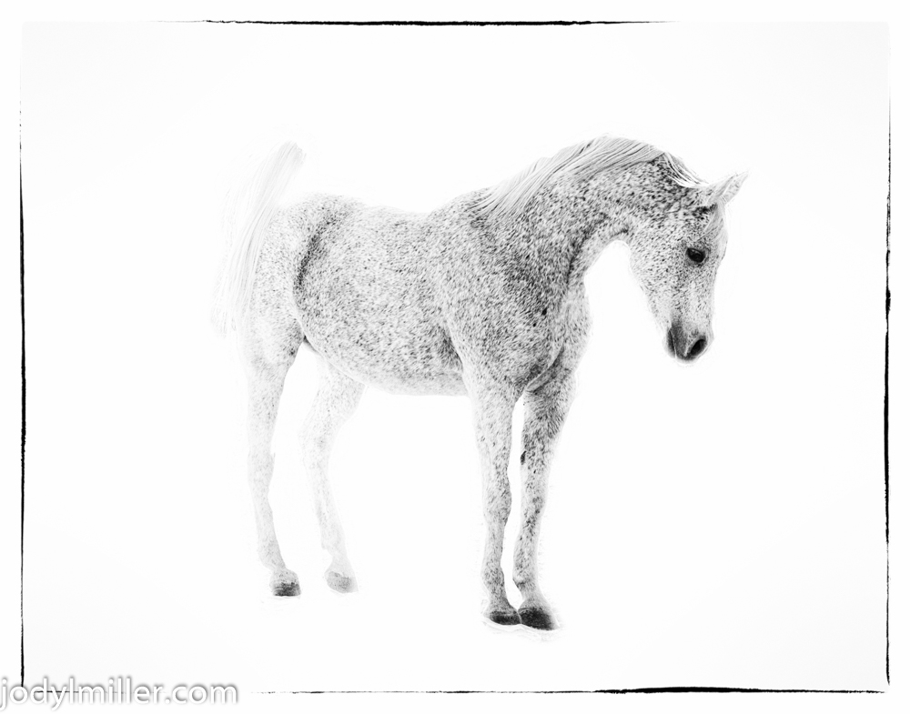 Visceral Horse Art-Jody L. Miller Horse Photography