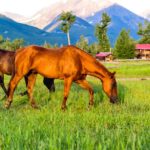 Sweet Grass Ranch- Dude Ranch Vacation Jody L. Miller Horse Photography