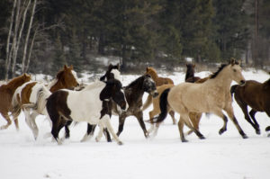 winter horse care- photographer, Jody L. Miller