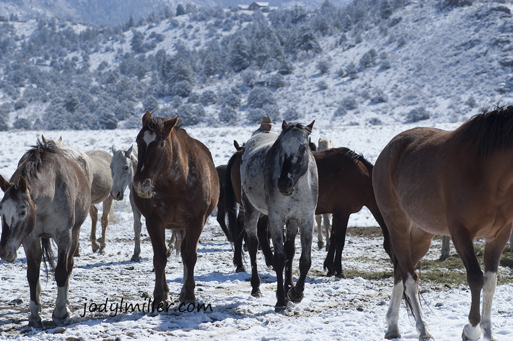 Winter Horse Care-Photographer Jody L. Miller