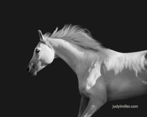 Arabian Horse- Equine Photography Jody L. Miller