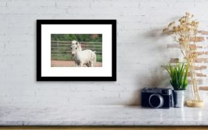 Mothers Day Gift - Horse photographer Jody L. Miller