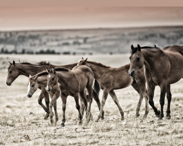 Mother's Day Gift Ideas- Horse photographer Jody L. Miller