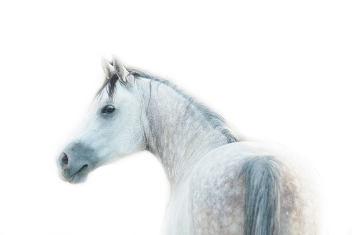Arabian Horse- Jody L. Miller Equine Photography