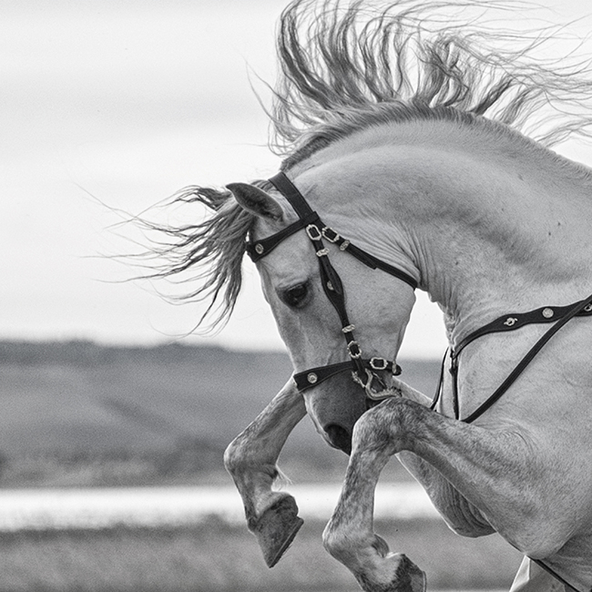 Horses help you feel empowered- Horse Photographer Jody L. Miller