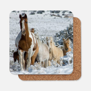 Horse Photo Coasters- Jody L. Miller Horse Photographer