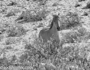 Horse Health Tips Winter- Jody L. Miller Horse Photos
